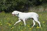 DOGUE ARGENTIN 060